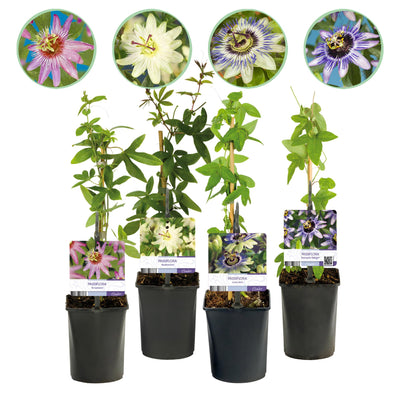 GreenboutiQ - Passionsblume - Passiflora Rainbow - Blume Rosa Weiß Lila Grün - Wenig Pflege - 4 Pflanzen - Topf 11cm Höhe 40cm - Green Guardia - Ihr Experte für Schädlinge und Pflanzen