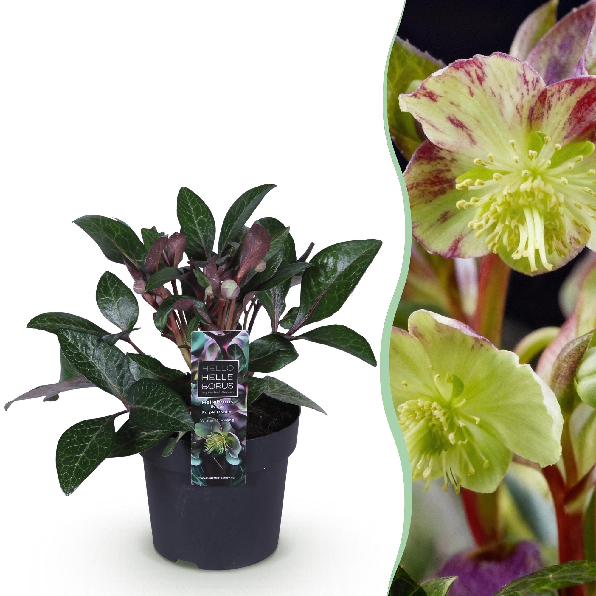 Helleborus lividus ‘Purple Marble’ – immergrün & pflegeleicht – violette Blüte – 14 cm Topf, ca. 35 cm hoch - Green Guardia - Ihr Experte für Schädlinge und Pflanzen