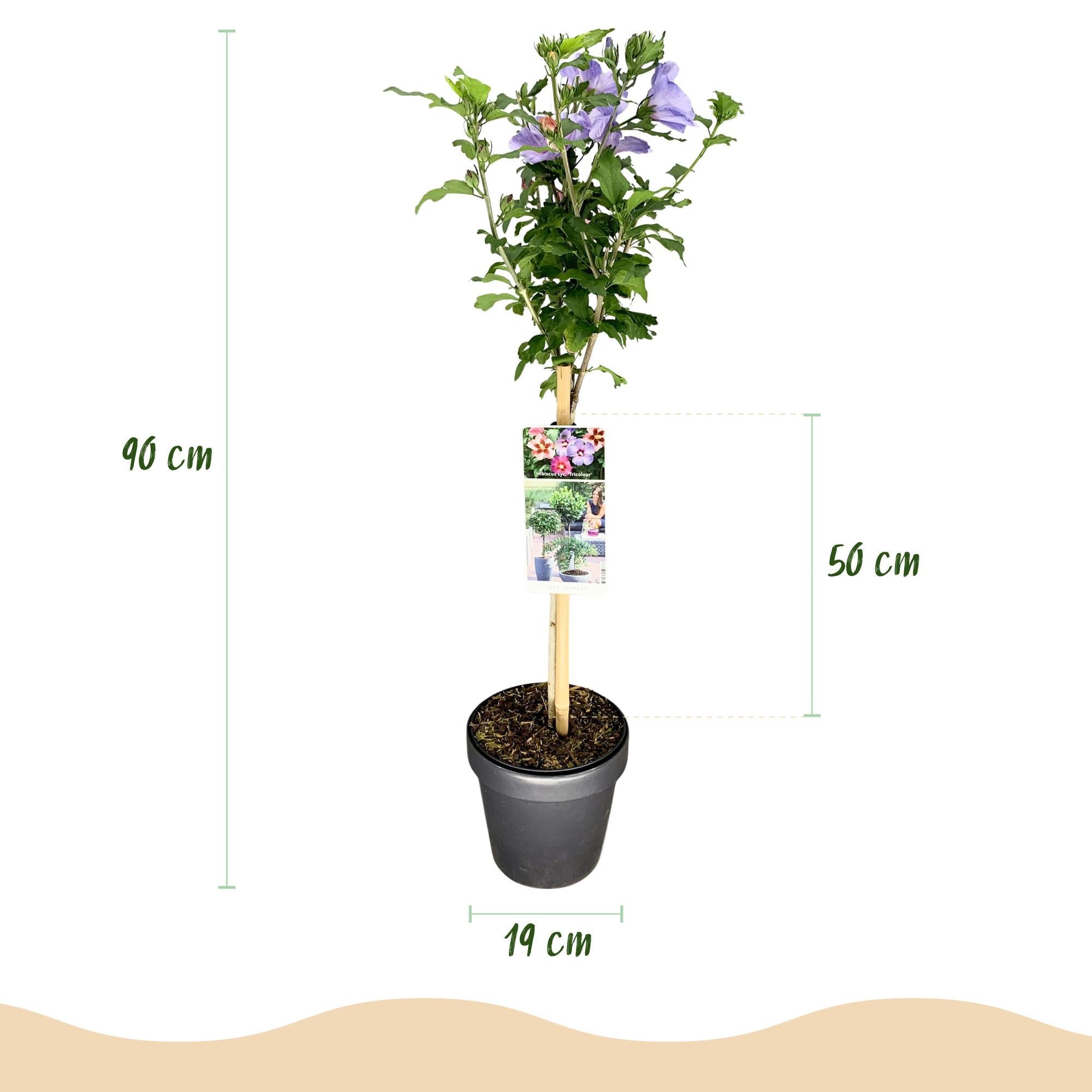 Hibiscus syriacus ‘Tricolour’ – Stämmchen für Terrasse und Garten, 19 cm Topf, 90 cm Höhe - Green Guardia - Ihr Experte für Schädlinge und Pflanzen