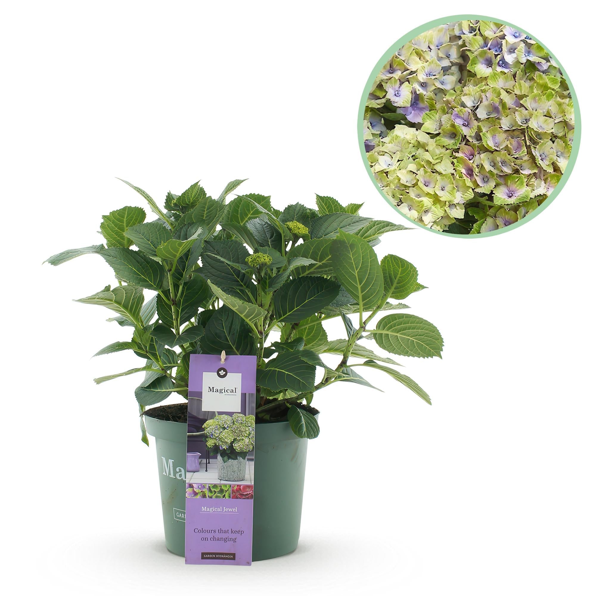 Hydrangea ‘Magical Jewel’ Blue – Hortensie, 6–10 Blüten – 23cm Topf, 55cm hoch - Green Guardia - Ihr Experte für Schädlinge und Pflanzen