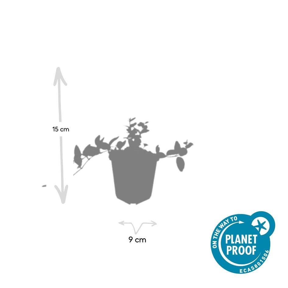 Immergrün ‘Argenteovariegata’ – buntlaubige Sorte, 9 cm Topf, 10–25 cm - Green Guardia - Ihr Experte für Schädlinge und Pflanzen