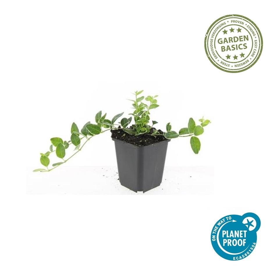 Immergrün 'Argenteovariegata' – buntlaubige Sorte, 9 cm Topf, 10–25 cm