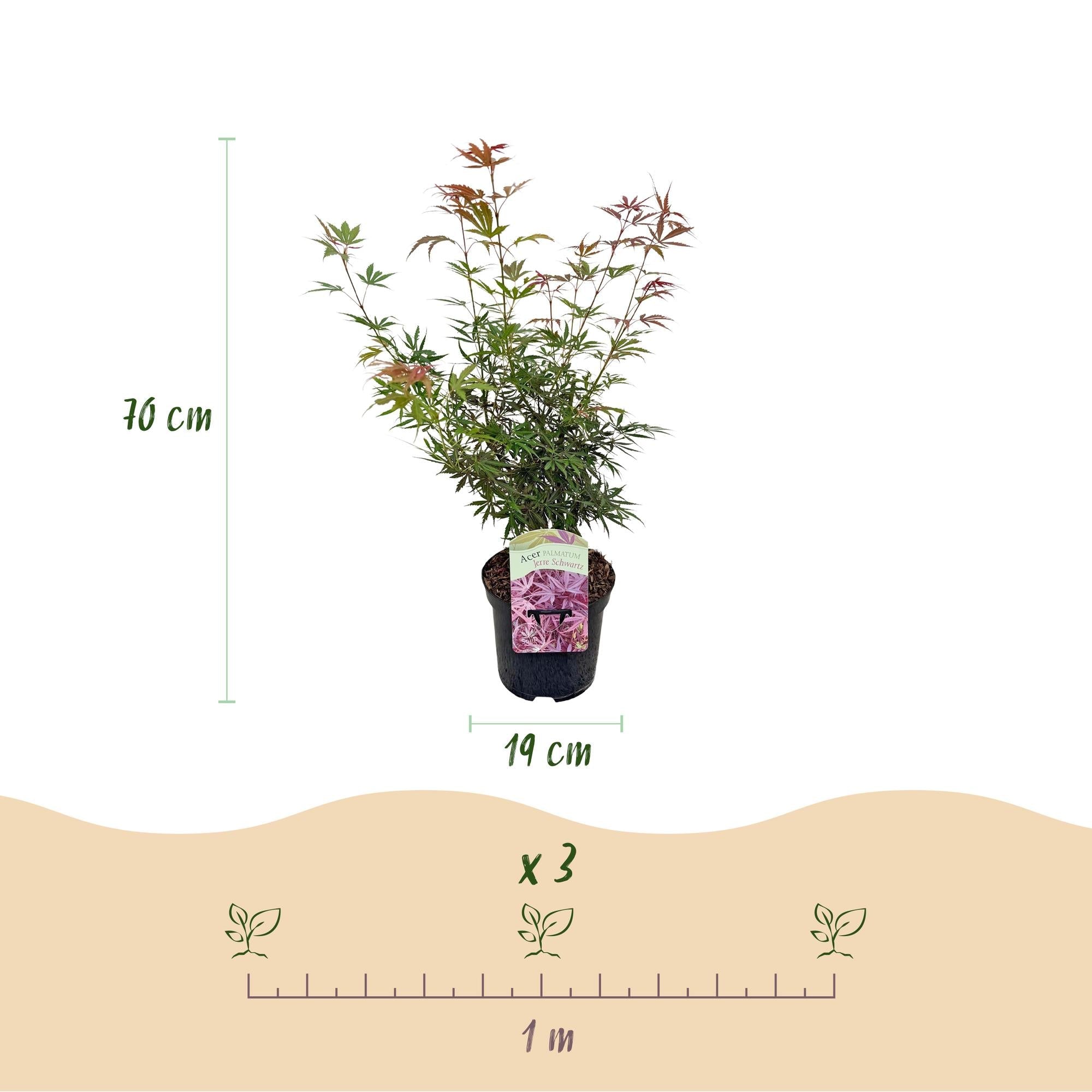 Japanischer Ahorn ‘Jerre Schwartz’ – kompakter Zierahorn, dunkelrotes Laub, 70 cm hoch - Green Guardia - Ihr Experte für Schädlinge und Pflanzen