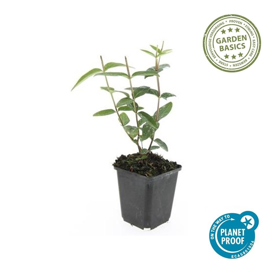 Johanniskraut ‘Rheingold’ – immergrüner Zierstrauch, 9 cm Topf, 10–25 cm - Green Guardia - Ihr Experte für Schädlinge und Pflanzen