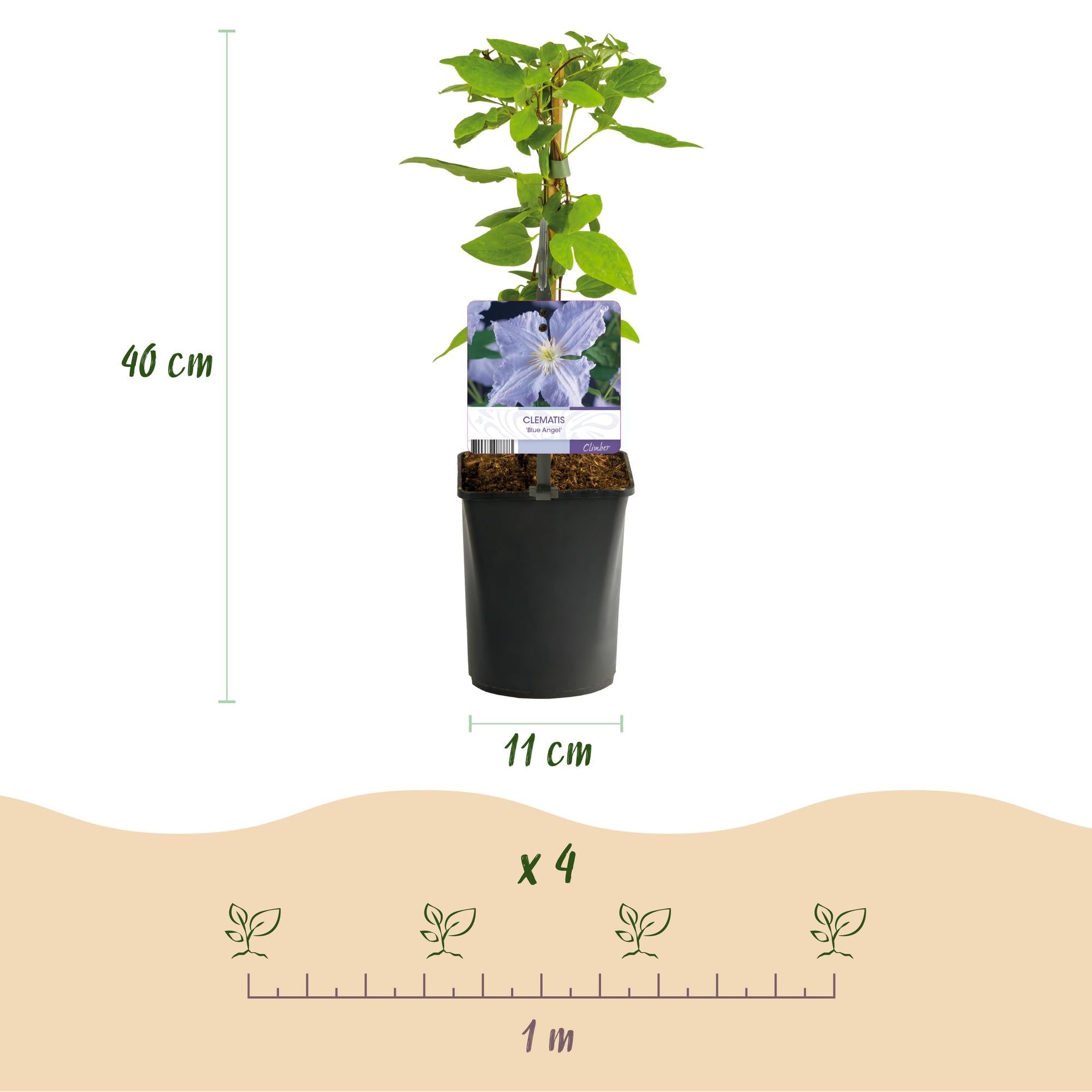 Kletterpflanze – Clematis ‘Blue Angel’ – hellblaue Blüte – pflegeleicht – 2 Pflanzen – 11 cm Topf, ca. 40 cm hoch - Green Guardia - Ihr Experte für Schädlinge und Pflanzen