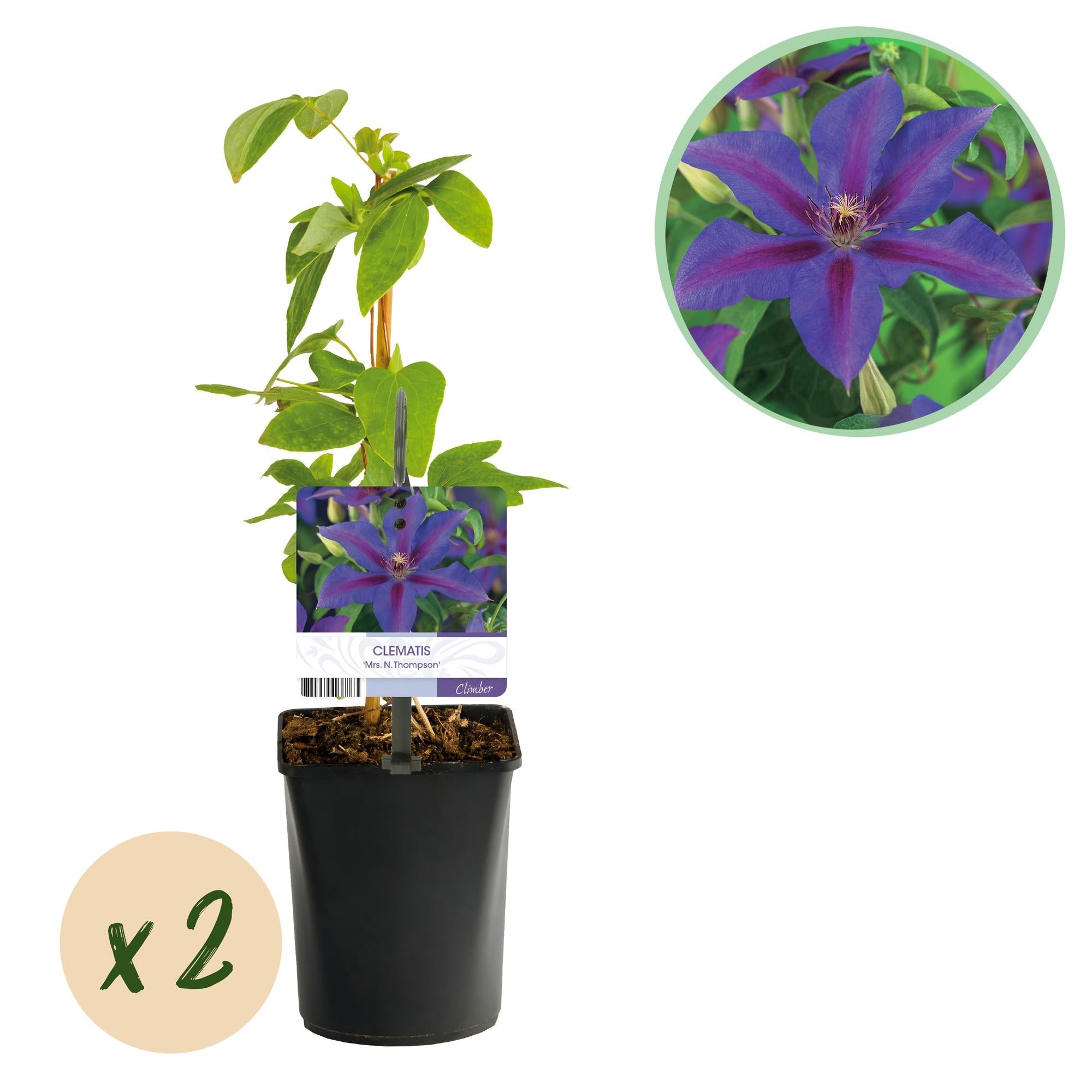 Kletterpflanze – Clematis ‘Mrs. N. Thompson’ – rosa Blüte – pflegeleicht – 2 Pflanzen – 11 cm Topf, ca. 40 cm hoch - Green Guardia - Ihr Experte für Schädlinge und Pflanzen