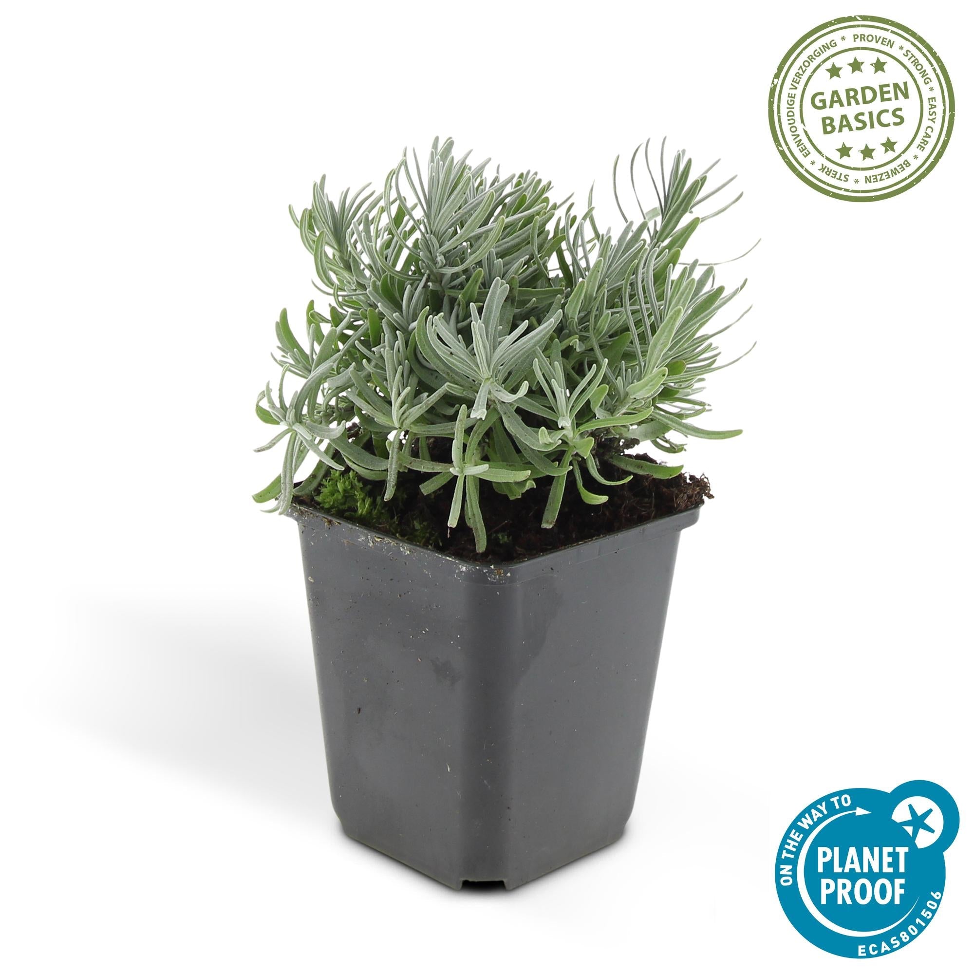 Lavandula ‘Hidcote’ – kompakter Lavendel, 9 cm Topf, 10–25 cm - Green Guardia - Ihr Experte für Schädlinge und Pflanzen