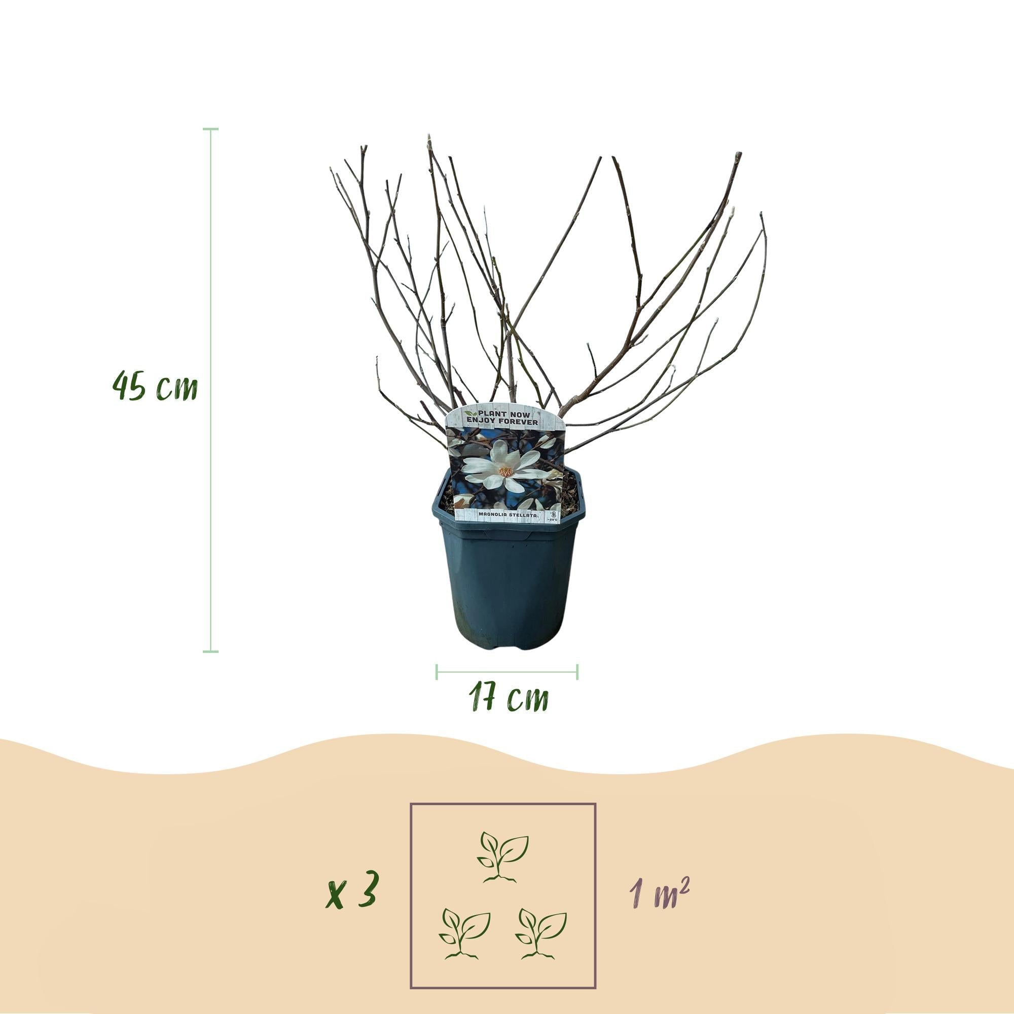 Magnolia stellata – weißblühender Zierstrauch, 1 Pflanze, 17 cm Topf, 45 cm Höhe - Green Guardia - Ihr Experte für Schädlinge und Pflanzen