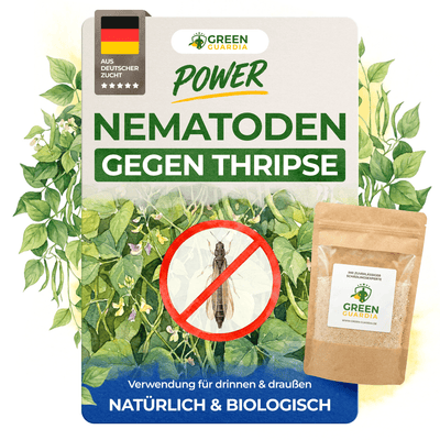 Nematoden gegen Thripse - Green Guardia - Ihr Experte für Schädlinge und Pflanzen