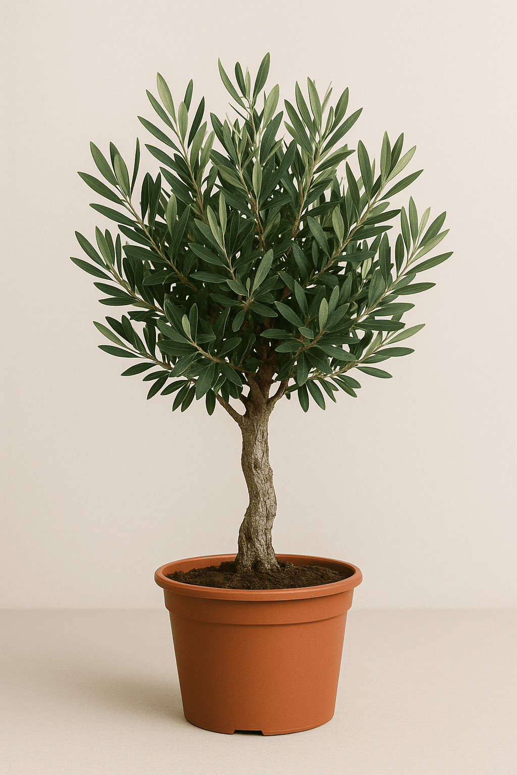 olivenbaum 90-100 cm Olivenbaum (Olea europaea) – 60–90 cm