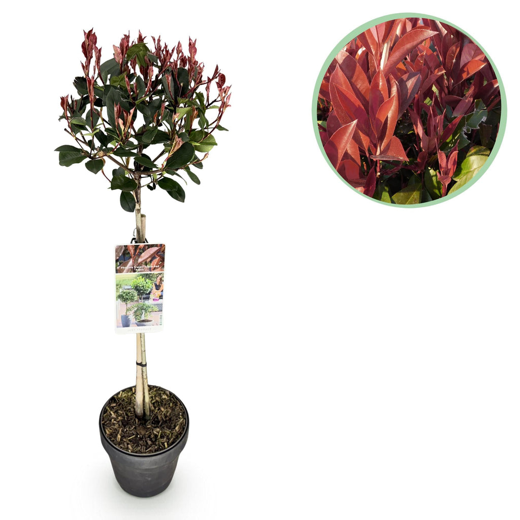 ficus plant price Variegated Rubber Plant (Ficus Elastica) main image 0