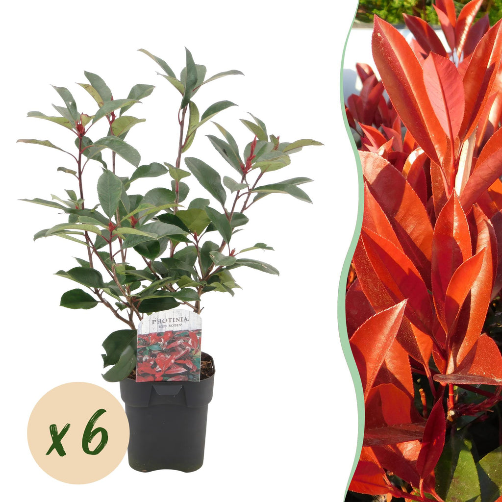 Photinia Fraseri 'Red Robin' – Photinia, stálezelená, 6 rostlin – květináč  17 cm, výška 50 cm