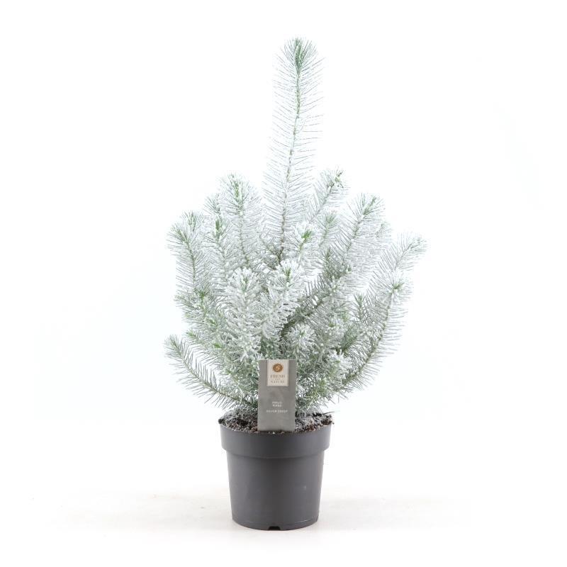 Pinus pinea 'Silver Crest' + Snow  kompakt dvrgtall, 17 cm kruka, 50