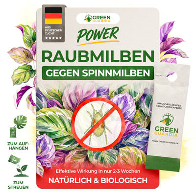 Raubmilben gegen Spinnmilben - Green Guardia - Ihr Experte für Schädlinge und Pflanzen