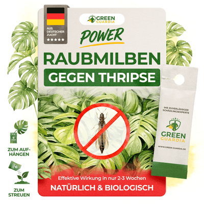 Raubmilben gegen Thripse - Green Guardia - Ihr Experte für Schädlinge und Pflanzen