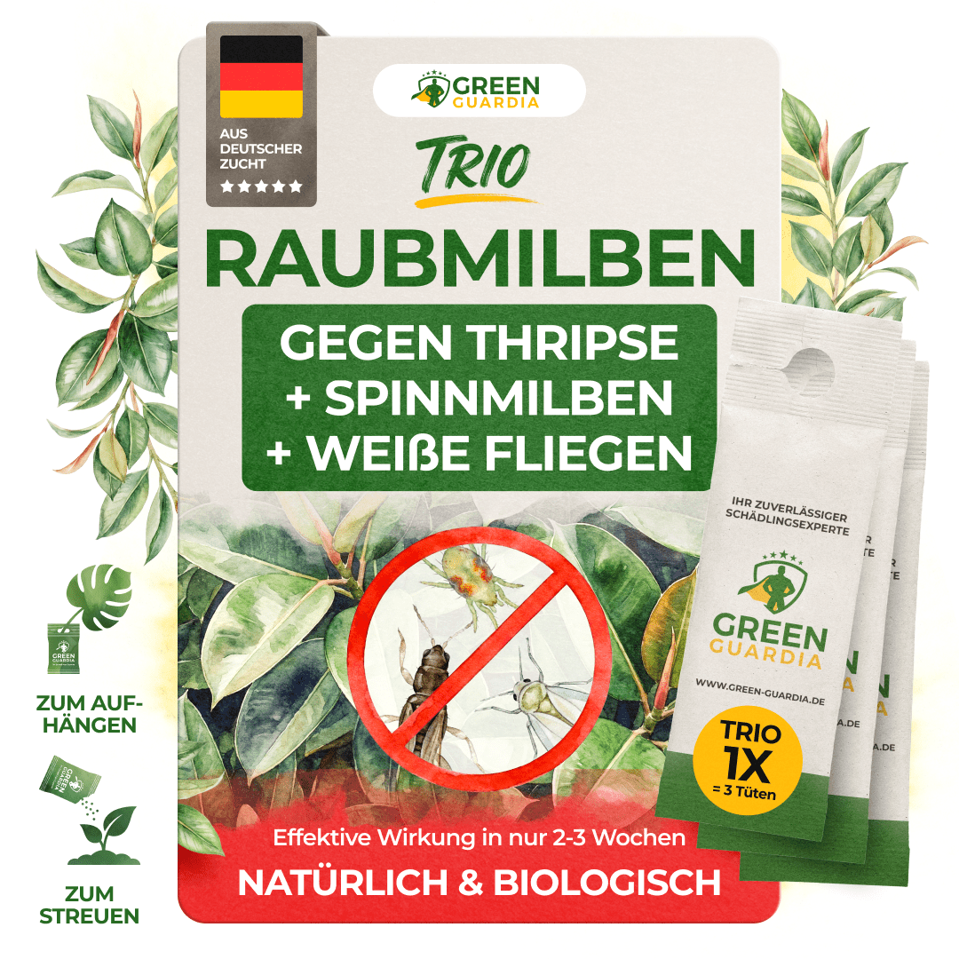Raubmilben Trio gegen Thripse, Spinnmilben & Weiße Fliegen - Green Guardia - Ihr Experte für Schädlinge und Pflanzen