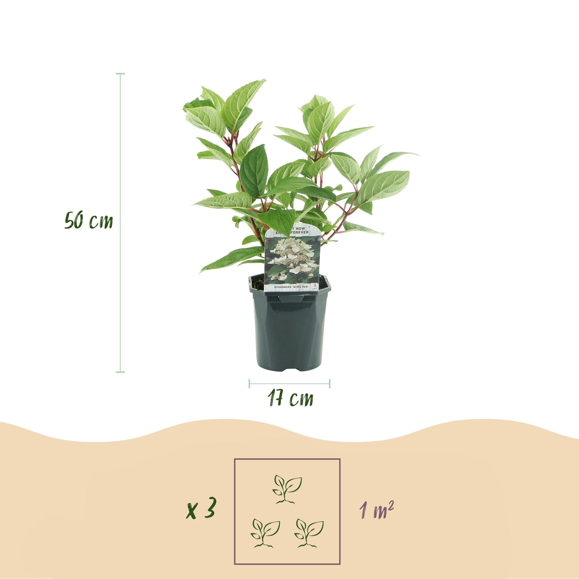 Rispenhortensie ‘Wims Red’ – große, zweifarbige Blüten (Weiß - Rot), 17 cm Topf, 50 cm hoch - Green Guardia - Ihr Experte für Schädlinge und Pflanzen