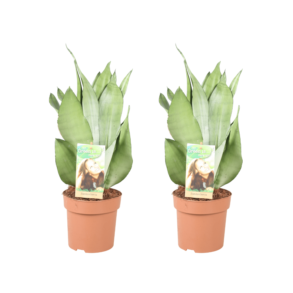 Sansevieria 'Moonshine' – Bogenhanf – 2 Pflanzen – 14 cm Topf, 40 cm h