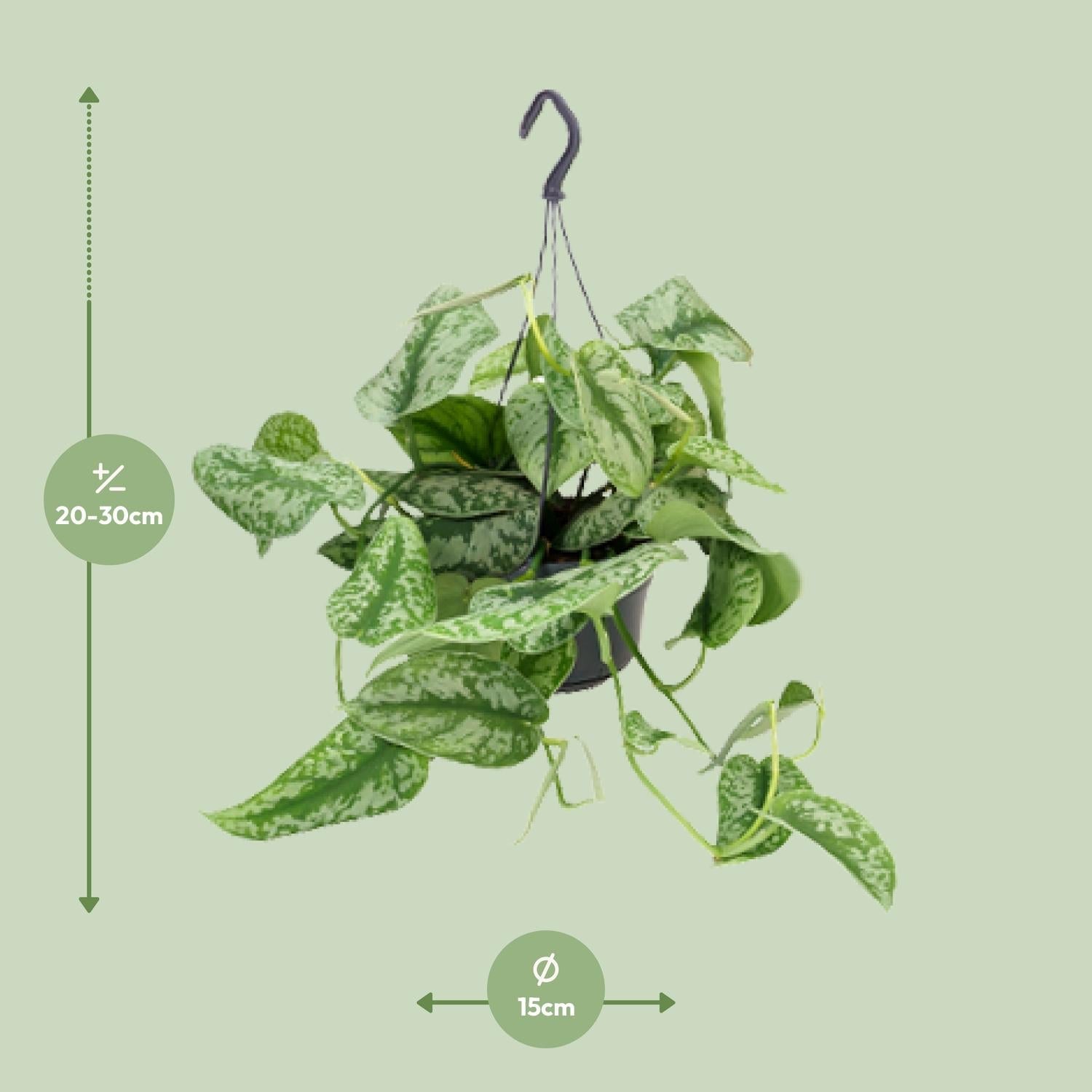 Scindapsus Pictus ‘Trebie’ – Gefleckte Efeutute - 15 - 25 cm - Green Guardia - Ihr Experte für Schädlinge und Pflanzen