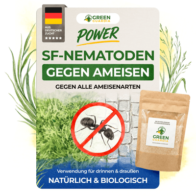 SF - Nematoden gegen Ameisen - Green Guardia - Ihr Experte für Schädlinge und Pflanzen
