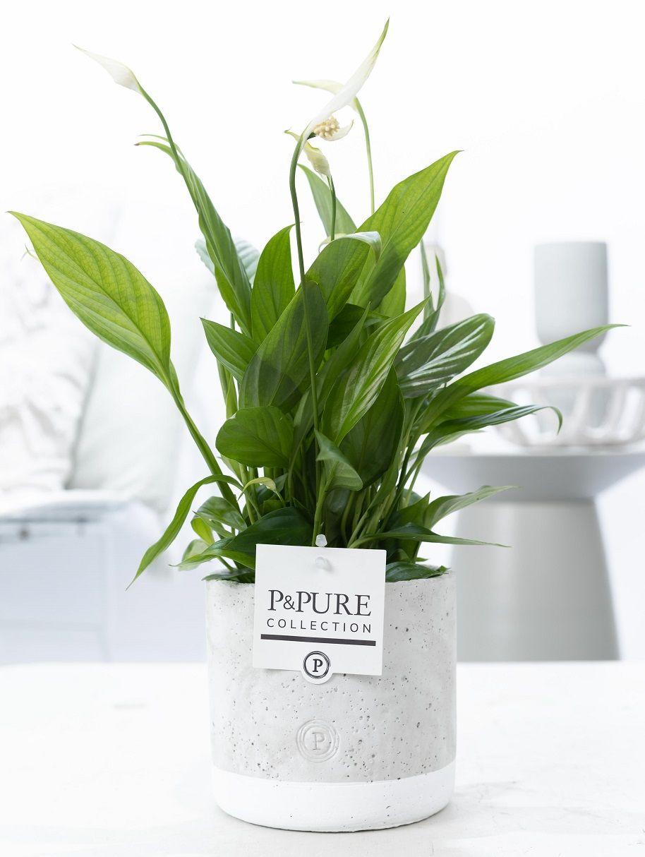 zimmerpflanze spathiphyllum Spathiphyllum Jade Ceramics – kompaktní pokojová rostlina, květináč 12