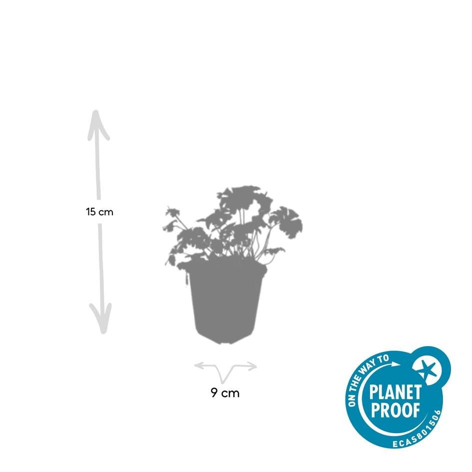 Storchschnabel ‘Album’ – kompakte Staude, 9 cm Topf, 10–25 cm Höhe - Green Guardia - Ihr Experte für Schädlinge und Pflanzen