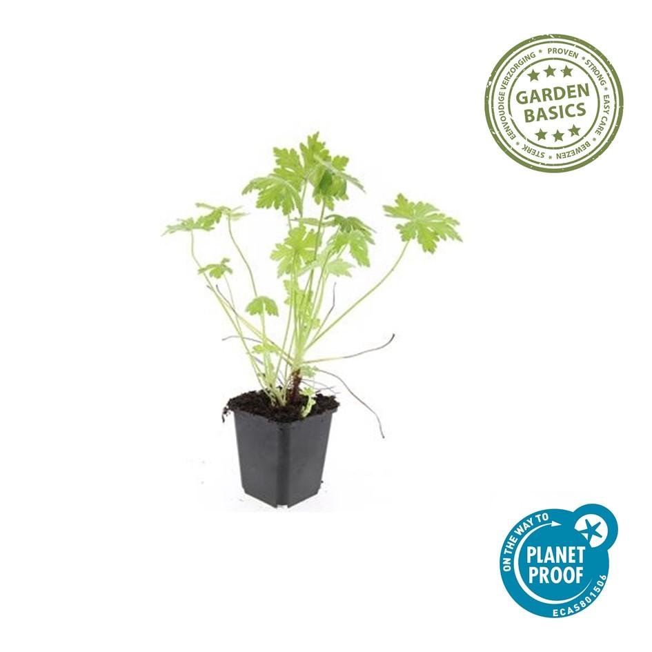 Storchschnabel (Geranium macrorrhizum) – 9 cm Topf, 10–25 cm Höhe