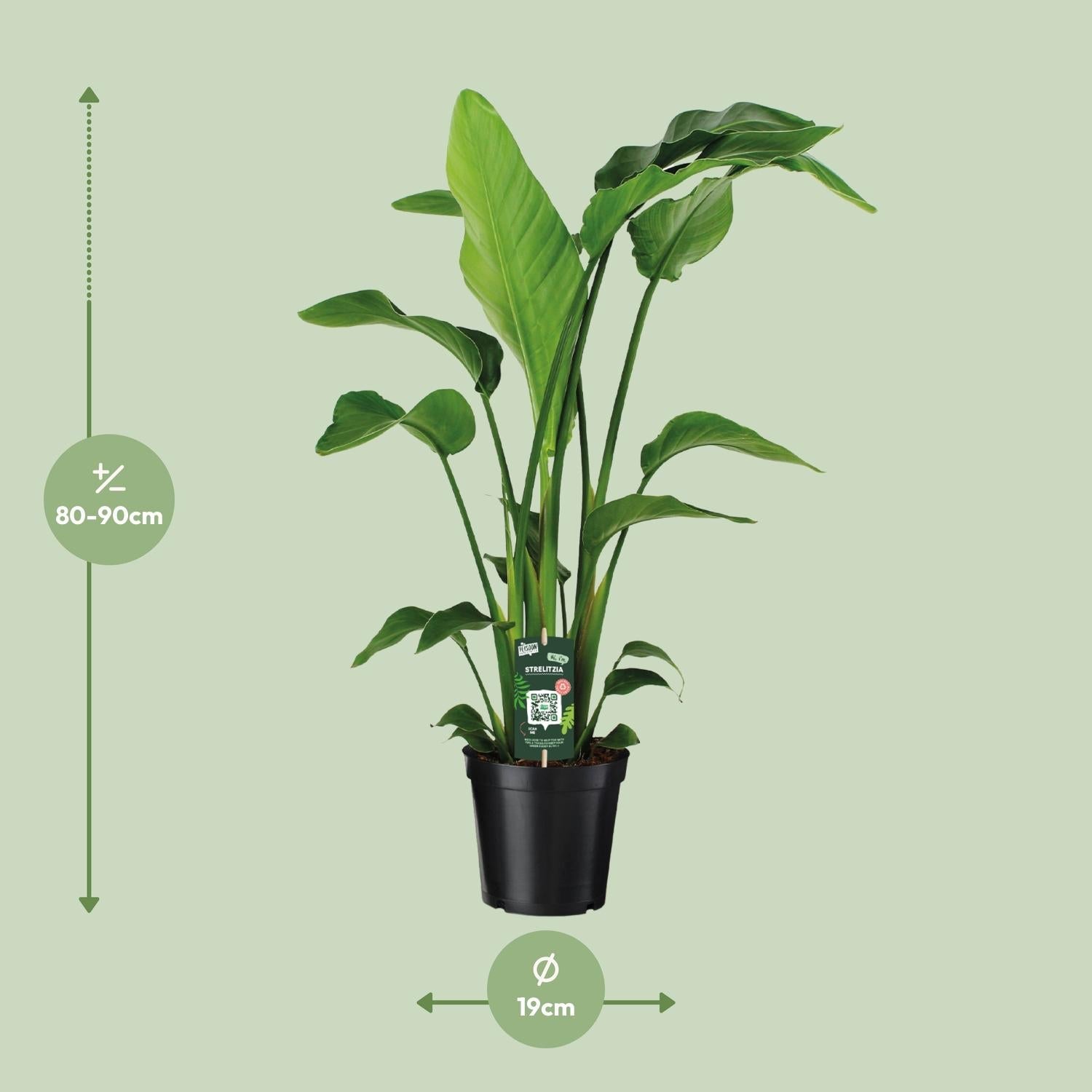 Strelitzia Nicolai – Weiße Paradiesvogelblume - 60 - 170 cm - Green Guardia - Ihr Experte für Schädlinge und Pflanzen