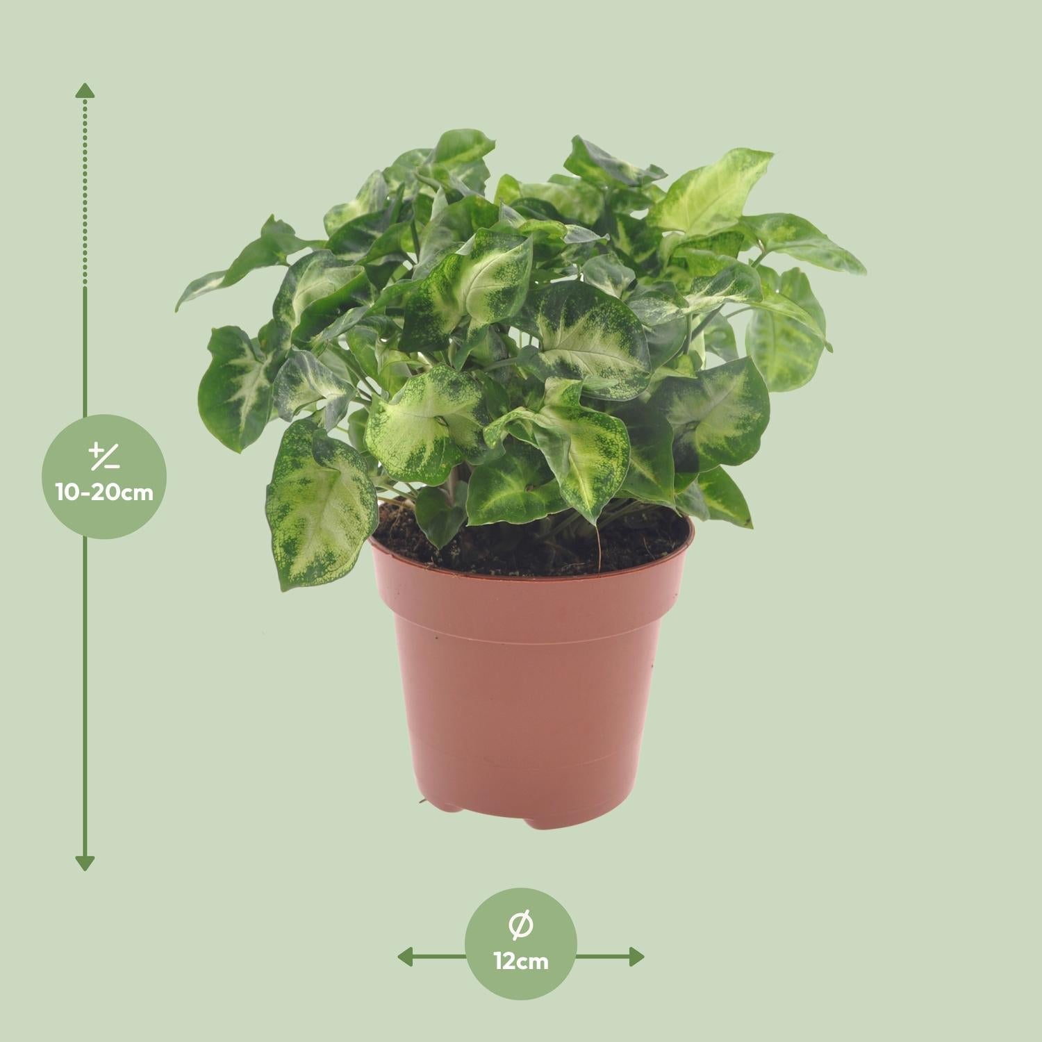 Syngonium ‘Pixie’ – Purpurtute - 20 - 30 cm - Green Guardia - Ihr Experte für Schädlinge und Pflanzen