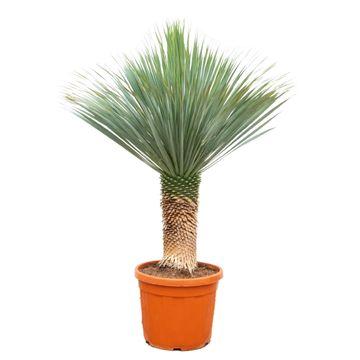 Yucca Rostrata – Blaue Palmlilie