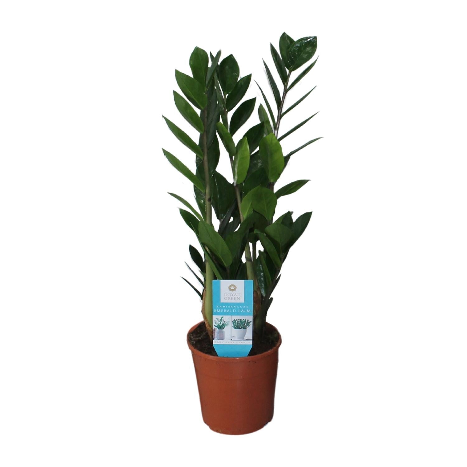 Zamioculcas Zamiifolia – Glücksfeder - 40 - 95 cm - Green Guardia - Ihr Experte für Schädlinge und Pflanzen
