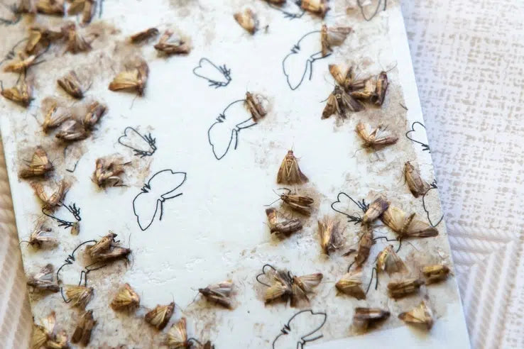 Mottenfallen in der Küche – Mottenbefall erkennen und kontrollieren