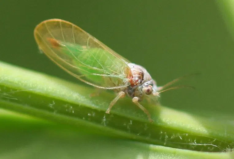 Blattflöhe bekämpfen: Blattfloh Befall mit Honigtau an jungen Trieben erkennen
