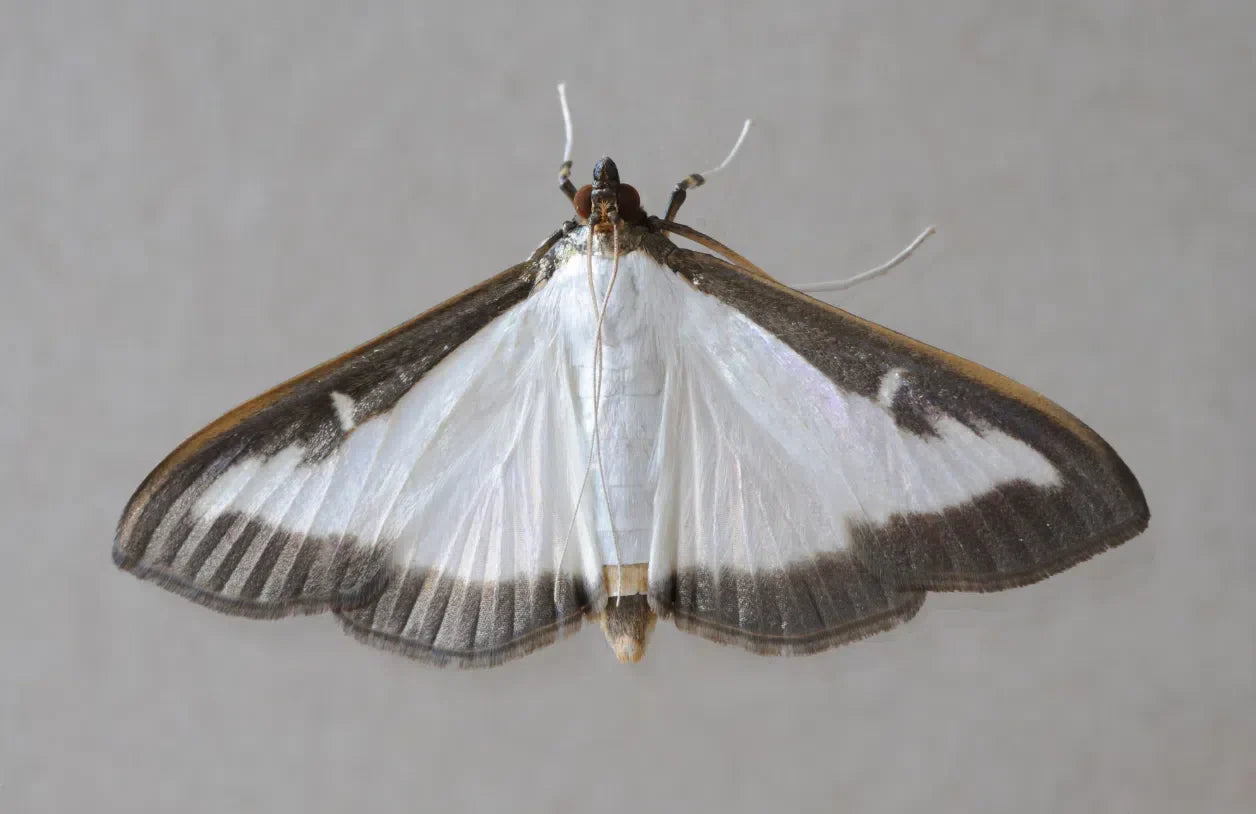 Buchsbaumzünsler bekämpfen: Gespinste und Fraßspuren am Buchsbaum erkennen