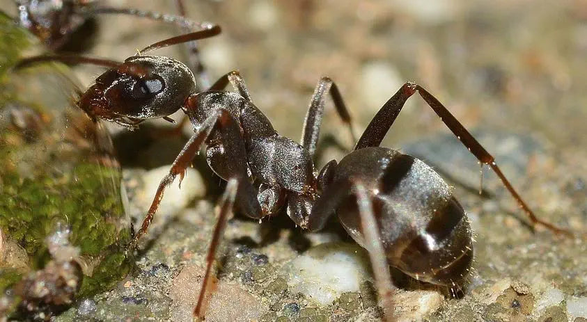 Natürlicher Schutz vor Ameisen: Nachhaltige Methoden für Haus und Garten