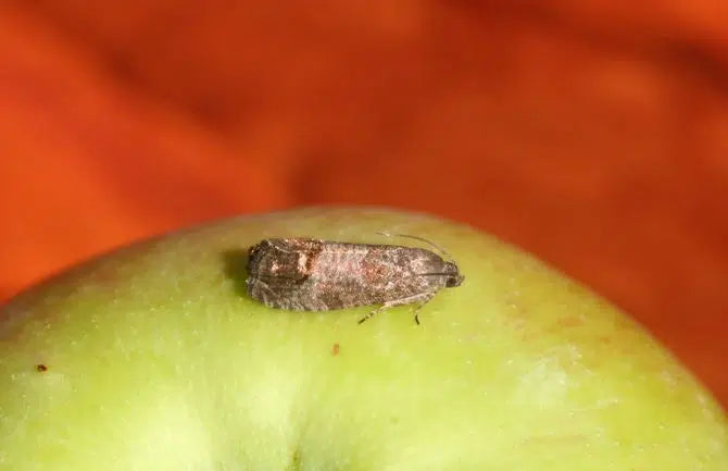 Pflaumen- und Apfelwickler natürlich bekämpfen: Effektive Methoden für gesunde Obstbäume