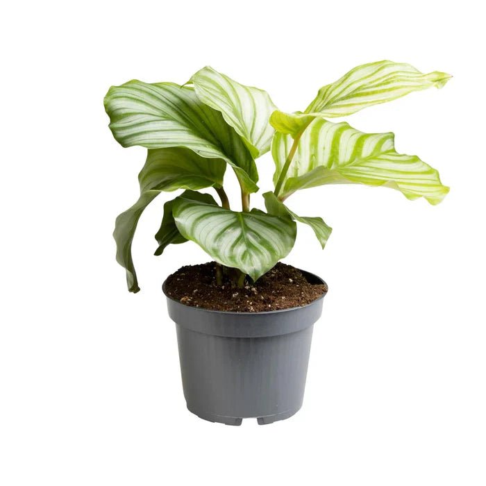 Calathea Orbifolia – Die Rundblatt-Korbmarante richtig pflegen: Tipps für Standort, Gießen und prachtvolle Blätter - Green Guardia - Ihr Experte für Schädlinge und Pflanzen