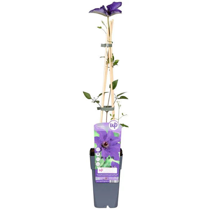 Clematis ‘The President’ pflegen – Standort, Blüte & Profi-Tipps - Green Guardia - Ihr Experte für Schädlinge und Pflanzen