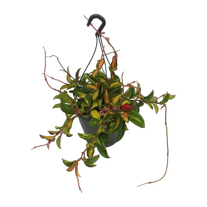 Hoya Carnosa ‘Tricolor’ – Die bunte Wachsblume pflegen: Tipps für Farbenpracht und gesundes Wachstum - Green Guardia - Ihr Experte für Schädlinge und Pflanzen