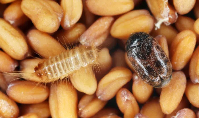 Khaprakäfer erkennen – Vorratsschädling in Speisekammer und Lager