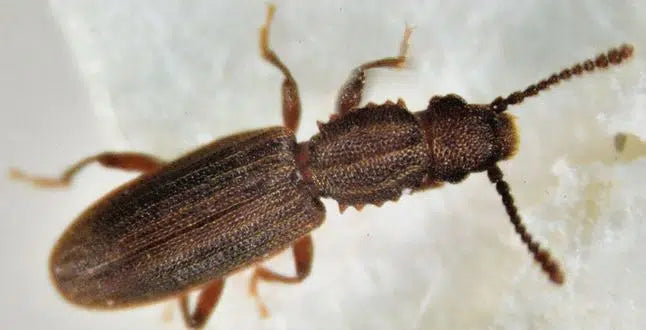 Getreideplattkäfer bekämpfen: Käfer im Vorratsschrank erkennen und Vorräte schützen