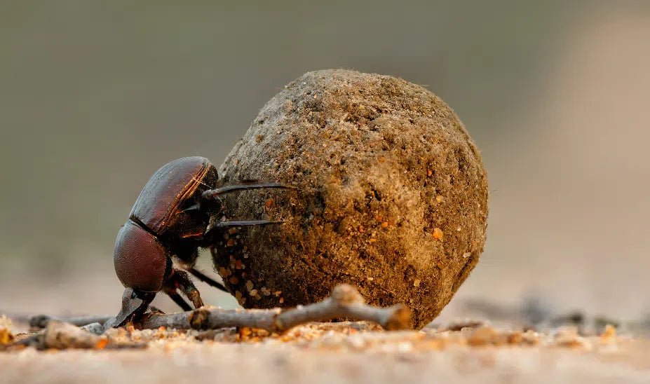 Kugelkäfer bekämpfen: Effektive natürliche Methoden zur Vorbeugung und Bekämpfung - Green Guardia - Ihr Experte für Schädlinge und Pflanzen