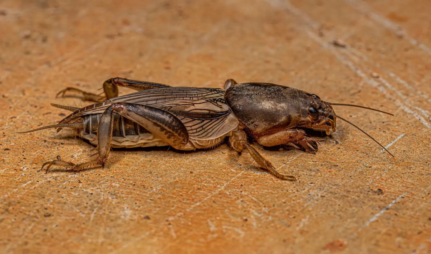 Maulwurfsgrillen erfolgreich bekämpfen: Natürliche Strategien für Ihren Garten - Green Guardia - Ihr Experte für Schädlinge und Pflanzen