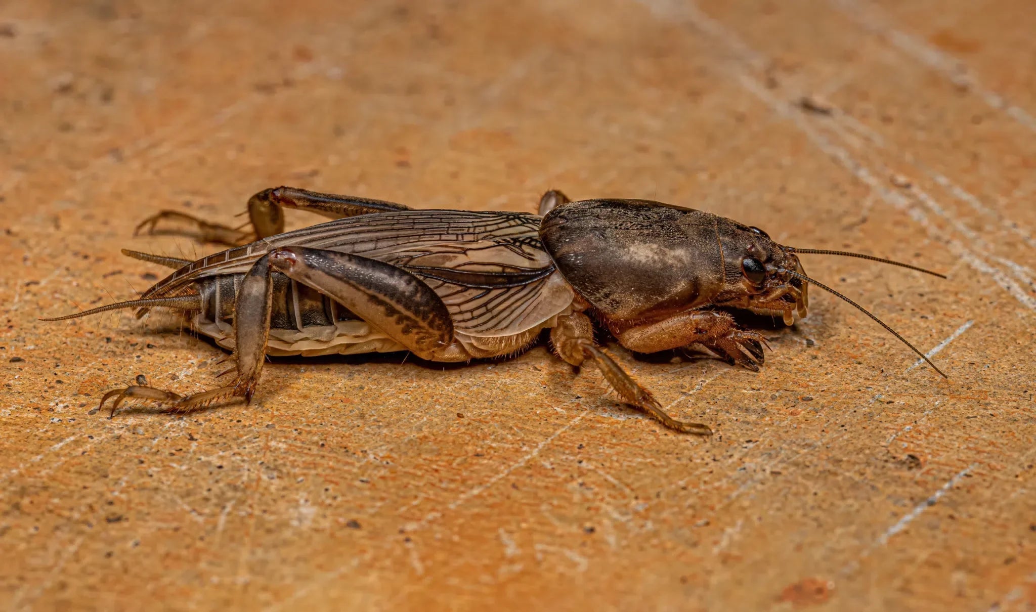 Maulwurfsgrillen erfolgreich bekämpfen: Natürliche Strategien für Ihren Garten - Green Guardia - Ihr Experte für Schädlinge und Pflanzen