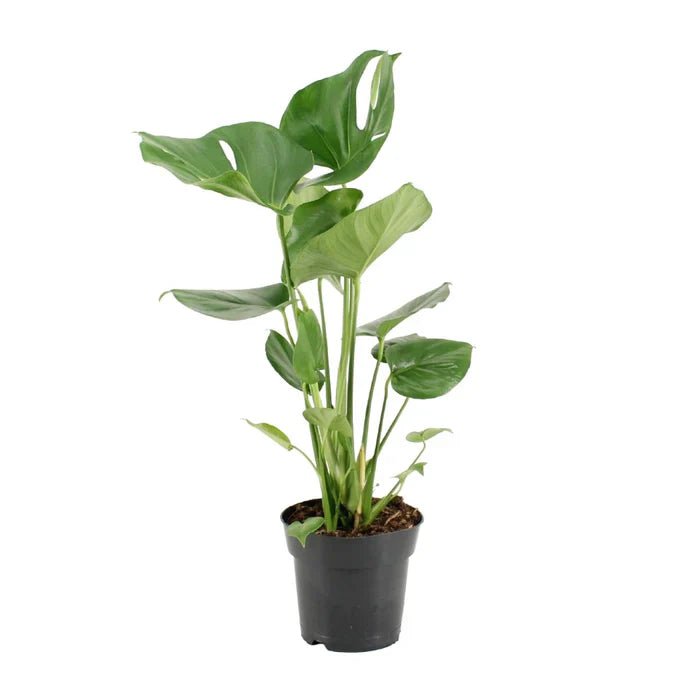 Monstera Deliciosa pflegen: Tipps fr das Fensterblatt