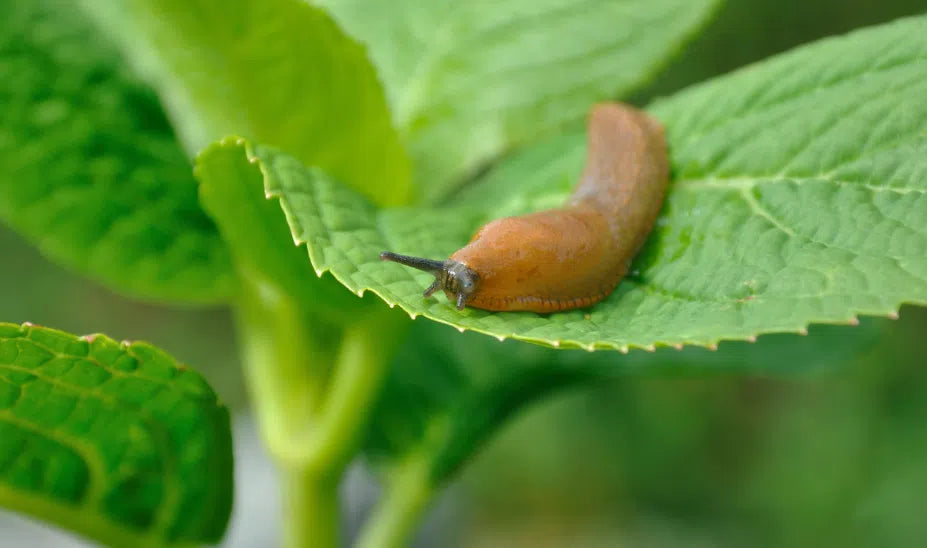 Nacktschnecken im Garten: Effektive und natürliche Bekämpfungsmethoden