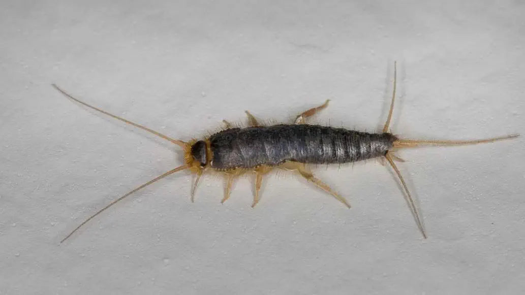 Papierfischchen natürlich stoppen: So schützen Sie Ihre Räume nachhaltig