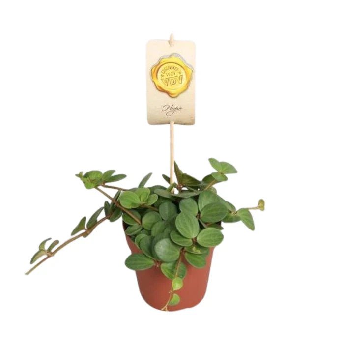 Peperomia ‘Hope’ – Die Pflanze der Hoffnung: Rund, grün und unglaublich pflegeleicht - Green Guardia - Ihr Experte für Schädlinge und Pflanzen