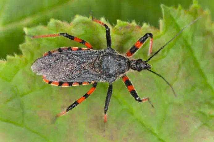 Raubwanzen: Ihre natürlichen Verbündeten gegen Schädlinge im Garten