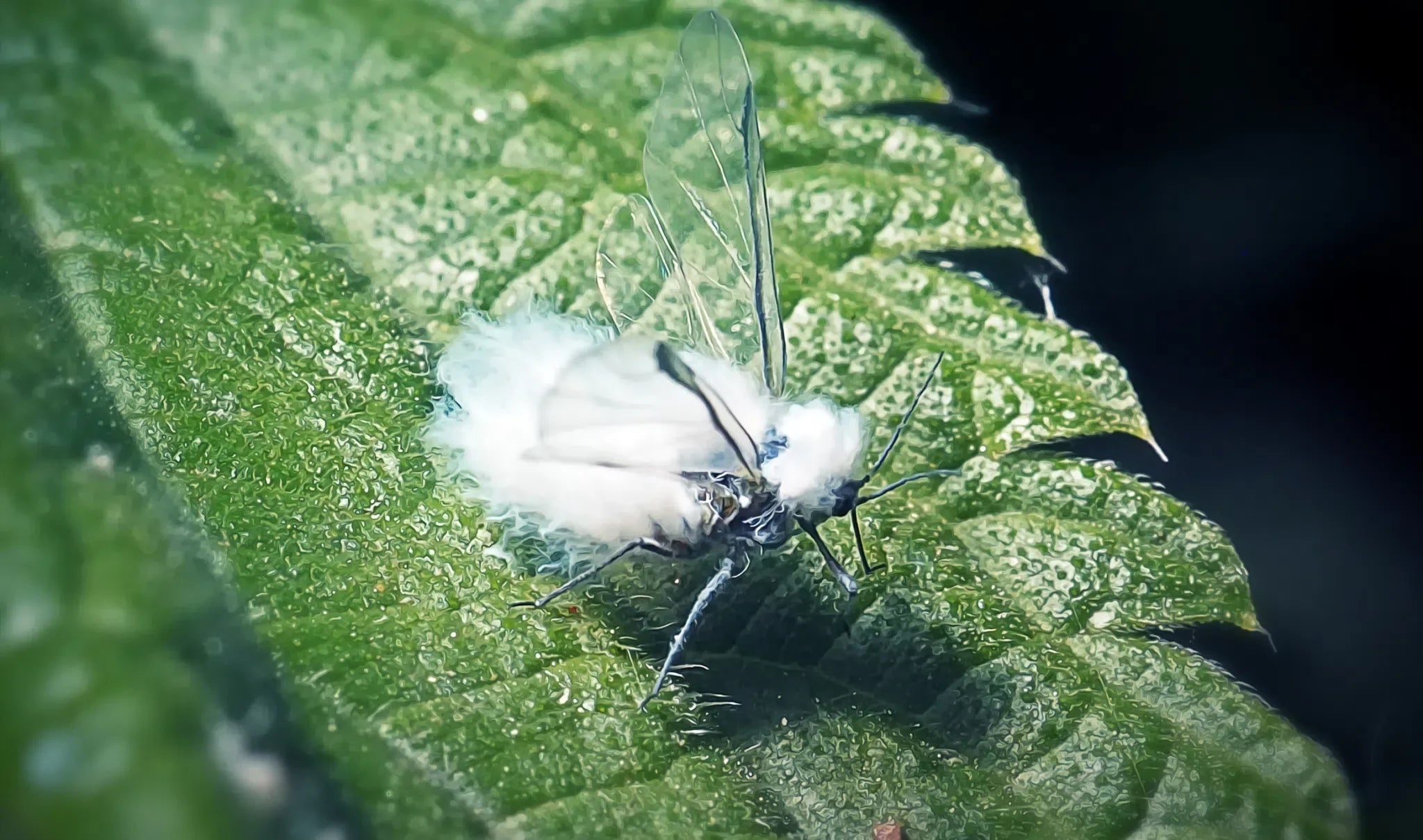 Schutz vor Wollkrautblütenkäfern: Natürliche Lösungen und Prävention - Green Guardia - Ihr Experte für Schädlinge und Pflanzen